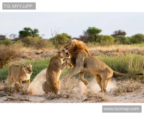 悉尼狮吼与布里班狮吼的精彩对决谁将赢得这场激烈的较量