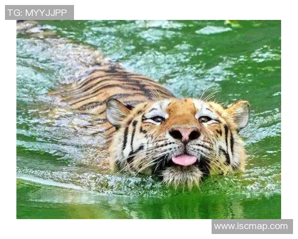 拉古纳大学与老虎大学的精彩对决引发学术与体育的双重热潮